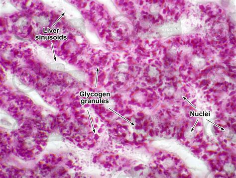 Mammal Liver Glycogen Transverse Section 1000x Liver Mammals