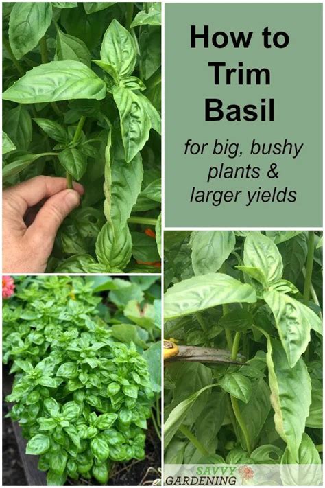 Trimming Basil Plants A Beginners Guide To Avoid Killing Them Planthd