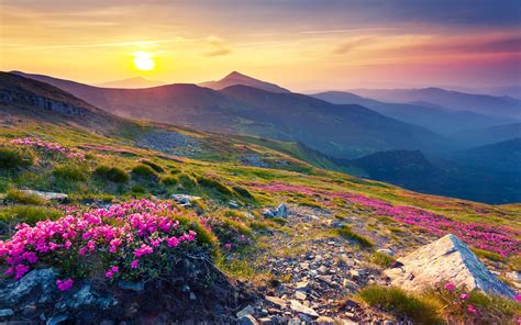 Pink Magic Rhododendron Blumen Berg Carpathian Mountains Mountain Range In Europa Summer