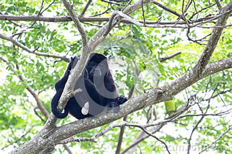 Mantled Howler Monkey Alouatta Palliata Stock Image Image Of Adult