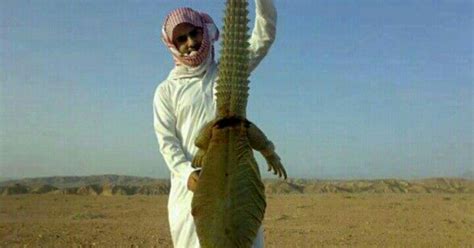 Bekas guru agama kini penternak berjaya biawak padang pasir (dhab) seorang bekas guru agama yang dikenali sebagai azhar mohamad shafawi kini tersenyum puas apabila mampu menternak lebih kurang 100 dhab atau lebih dikenali sebagai biawak pasir di rumah sendiri bertujuan komersial. Kisah Kekasih Allah : SIRAH NABI : KISAH BIAWAK PADANG ...