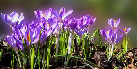 Spring Beginning Of Free Photo On Pixabay Pixabay