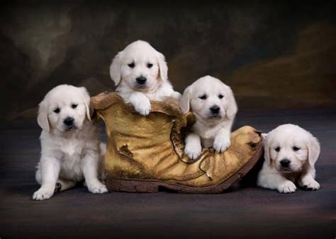 Colors bred are red, black & tan, chocolate and tan, english cream, isabella and tan, and blue and tan. English Cream | English Golden Retriever Puppies Carson ...