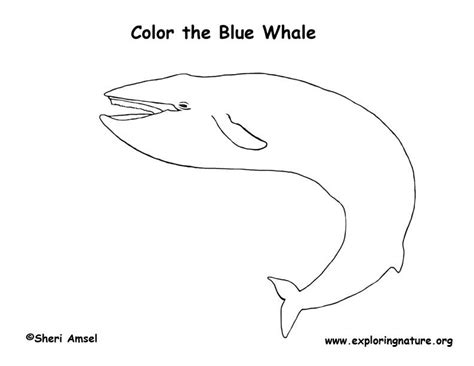 whale blue coloring page