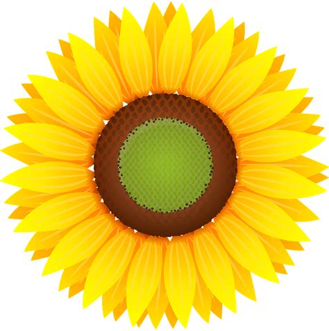 Sunflower Clipart Free Free Clipart Images Clipart Library Clip Art