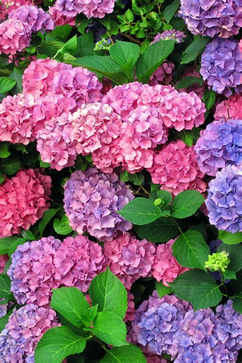 Hydrangea Care And Growing Tips Sunny Home Creations