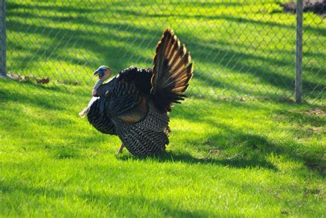 Thanksgiving Fresh Turkey Farms In North Carolina Thanksgiving Prayer