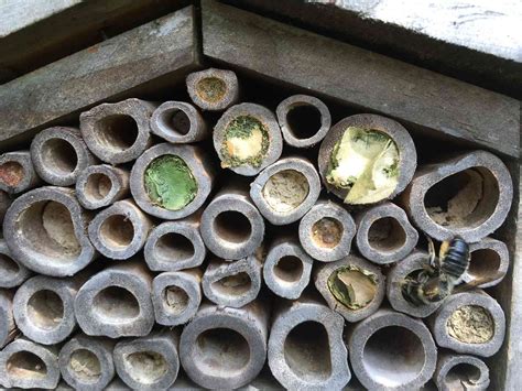 Why You Should Attract Leaf Cutter Bees To Your Garden