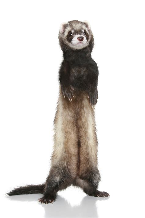 Awesome Ferrets Care Cute Ferrets Cute Dogs Animals And Pets Baby