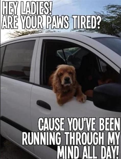 10 Ridiculous Pickup Lines Dogs Would Totally Use Dog Pick Up Lines