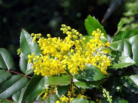 How To Grow And Care For Mahonia Shrub A Beginners Guide Florgeous