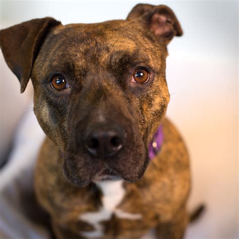 Test your pit knowledge, see if you come out on top. Shelter Dogs of Portland: "BILLY THE KID" nice brindle Pitbull