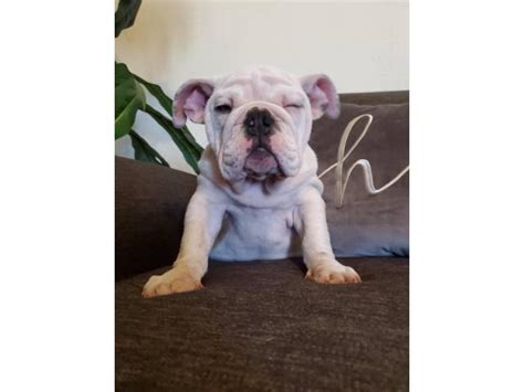 One great way to socialize your. 9 weeks old Blue Eyed AKC English Bulldog Puppies in ...