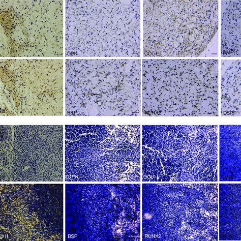 Immunohistochemical Evaluation Of The Subcutaneous Ectopic Osteogenesis Download Scientific