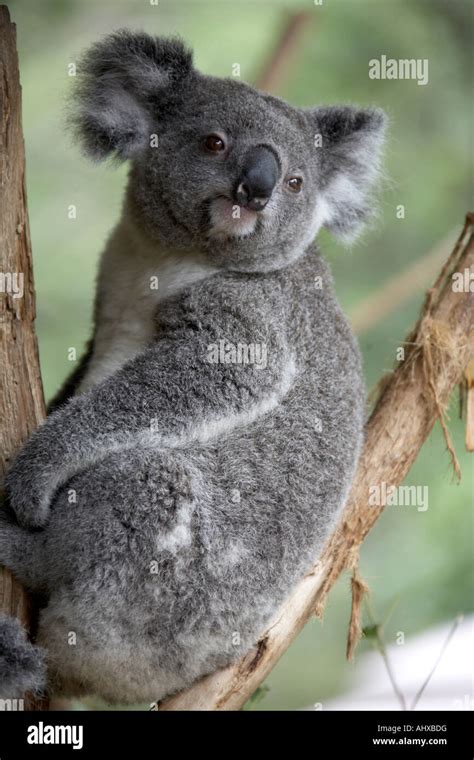 Soft Cuddly Koala Bear Resting In A Eucalyptus Or Gum Tree In Lone Pine