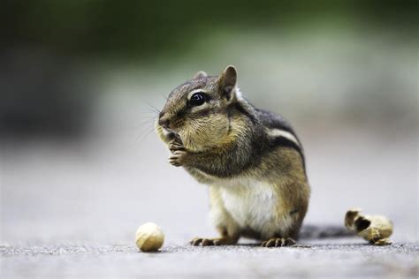 Chipmunk Habitat A Peek Into The Unexpected Places They Dwell In