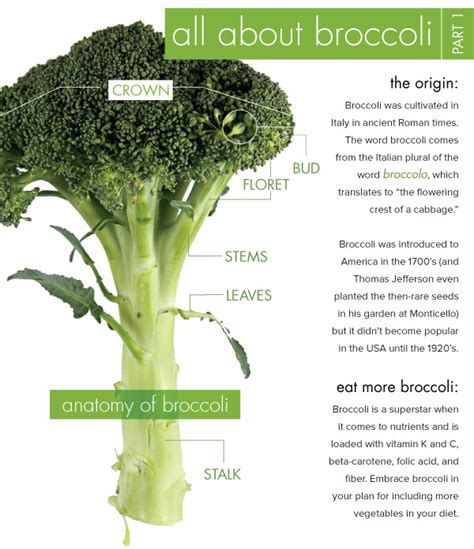 All About Broccoli Part I