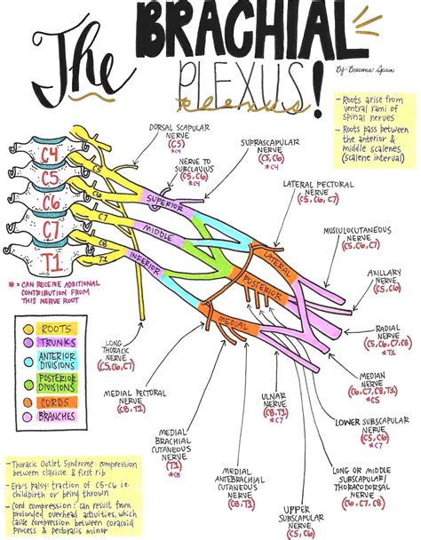 Brachial Plexus Nerve Anatomy Human Body Anatomy Human Anatomy And