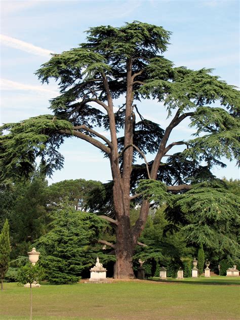 Cedar Tree Free Stock Photo Public Domain Pictures