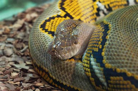 Rainbow Python Everything You Need To Know Must Read