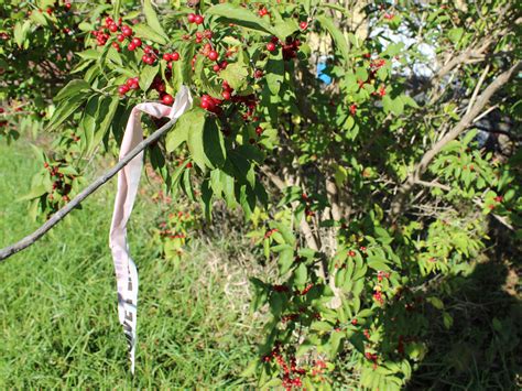 invasive asian bush honeysuckle can be controlled in the fall kansas state university news