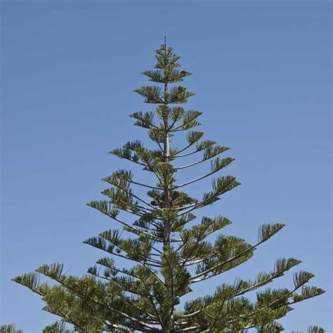 Plants Of Norfolk Island Pine Araucaria Heterophylla Tog