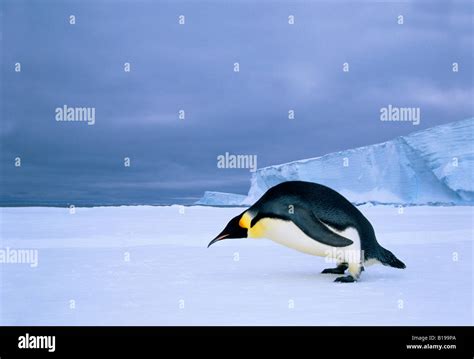 Emperor Penguin Aptenodytes Forsteri At The Edge Of The Shorefast Ice
