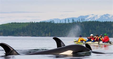 Ask A Guide Is It Safe To Kayak With Orcas In British Columbia