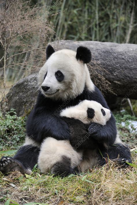 Giant Panda Mother And Cub Stock Image F023 2402 Science Photo Library