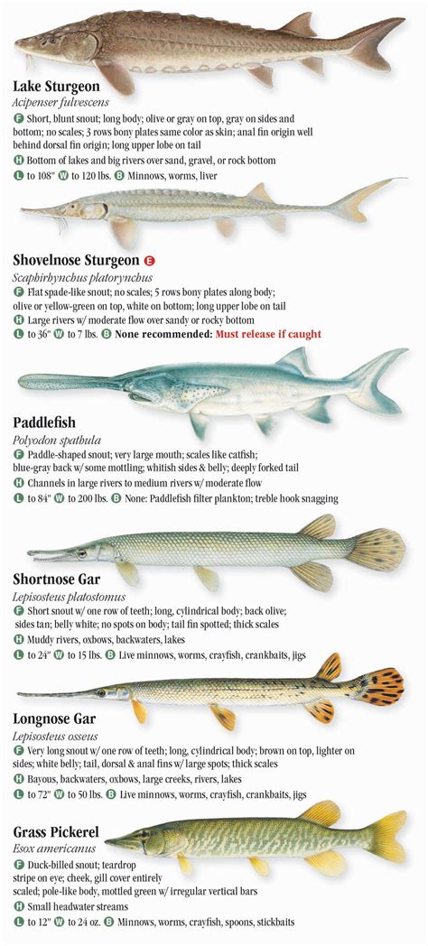 Freshwater Fishes Of Minnesota Quick Reference Publishing Retail