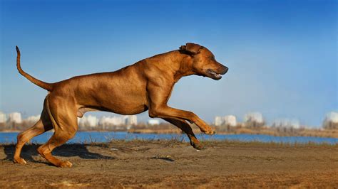 15 Of The Fastest Dog Breeds In The World Ph