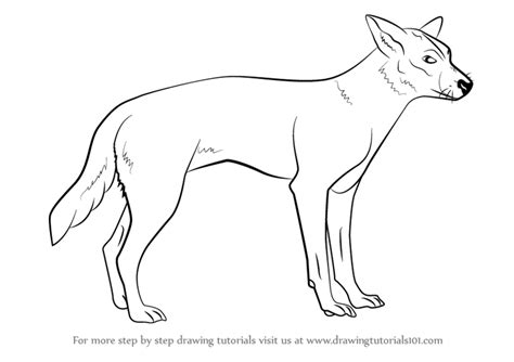How to draw a wolf! Learn How to Draw a Dingo (Dogs) Step by Step : Drawing ...