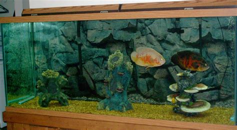 Photo 2 125 Gallon Oscars Jack Dempsey Texas Cichlid