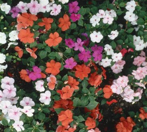 Apr 21, 2021 · the flowers on this annual euphorbia are not much to look at, but the white bracts make it appear as if the plant is always in flower. Outdoor Container Gardening: Planting a Beautiful Pot of ...
