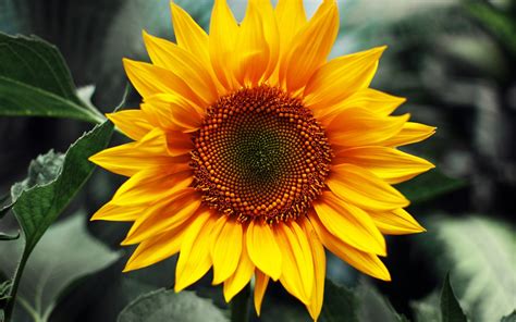 Hd Sunflower Wallpaper Long Hd Wallpapers For Pc Background High