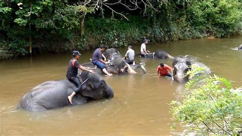 An endemic species, the elephants here are orphaned. Kuala Gandah Sanctuary Elephants - YouTube