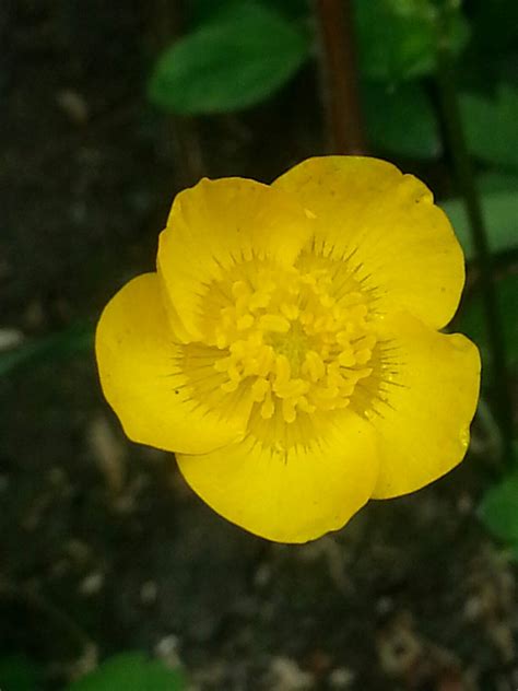 Yellow Buttercup Flower Virttricks