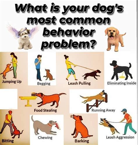 What Is Your Dogs Most Common Behavior Problem Unusual Animal