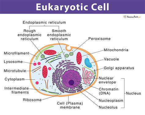 Eukaryotic Cell Definition Structure Examples