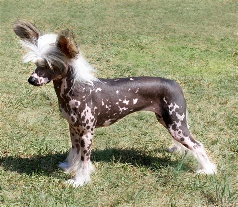 Chinese Crested Hairless Photograph By Rebecca Newton
