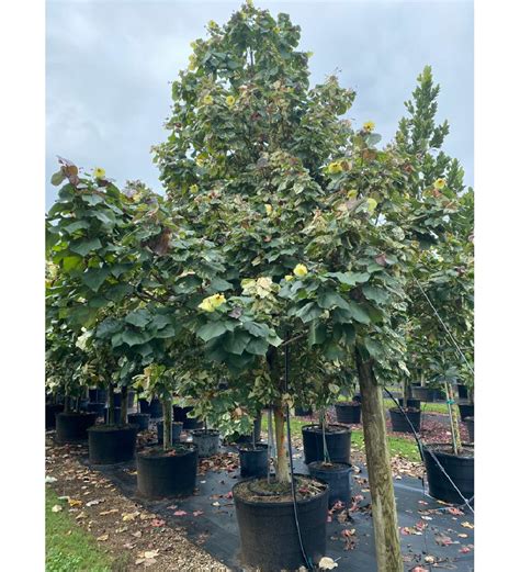 CONTAINER GROWN TREES FOR SALE IN SOUTH FLORIDA | Florida garden, Landscape florida, Tree farms
