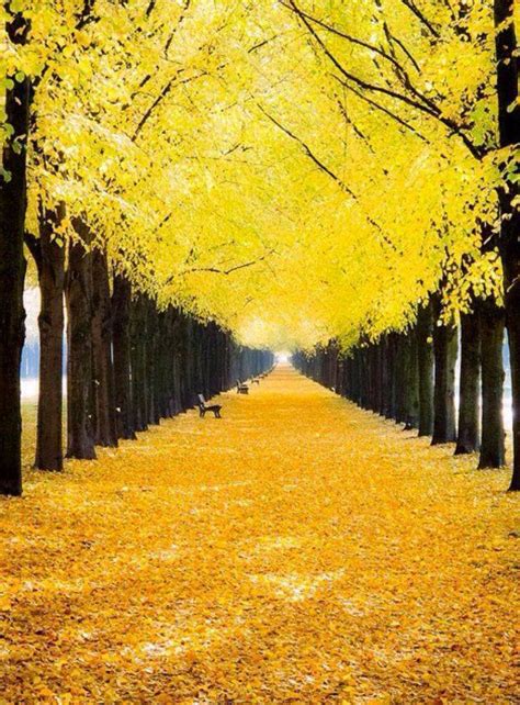 Awesome Yellow Nature Hd High Definition Wallpapers