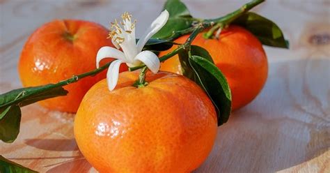 Everything You Always Wanted To Know About Tangerinesbut Were Afraid To Ask