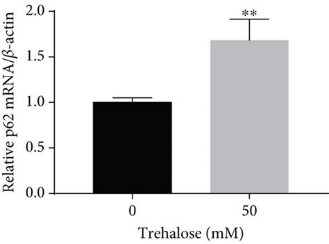 Effect Of Trehalose On P62 Mrna And Protein Expression Levels And P62 Download Scientific
