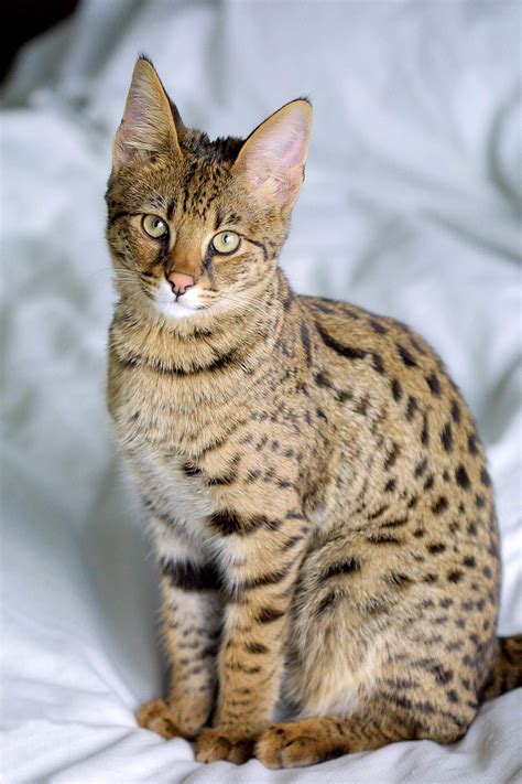Саванна порода кошек — Википедия