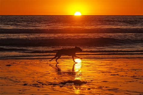 Dog On The Beach At Sunset In Oceanside Oceanside Sunset Photo