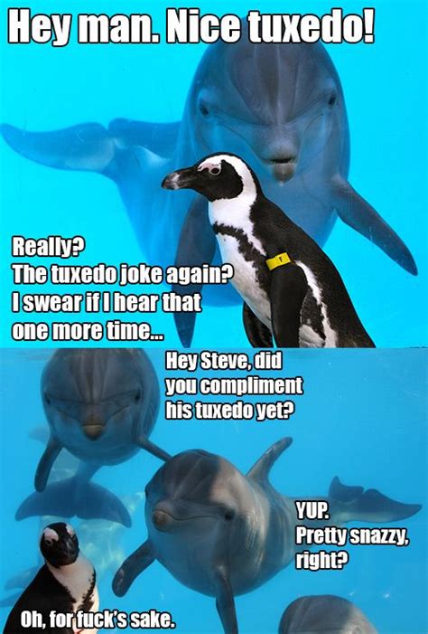 Dolphins Are Bad At Jokes Funny Animal Pictures Funny Images Funny