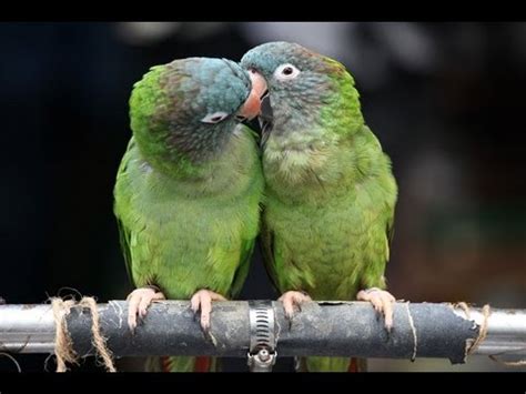 Les animaux ont parfois des comportements insolites. Photos d'oiseaux insolites drôles - YouTube