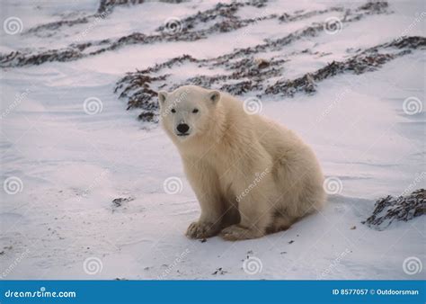 Polar Bear Cub Stock Image Image Of Bear Cold Animal 8577057