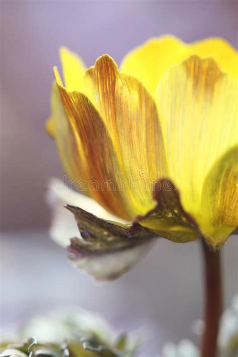 Flowers on the hillside, bloomin' crazy crickets talkin' back and forth in rhyme blue river runnin' slow and lazy i could stay with you forever and never realize the time. Wild Ice Flowers On The Hillside Stock Photo - Image of ...
